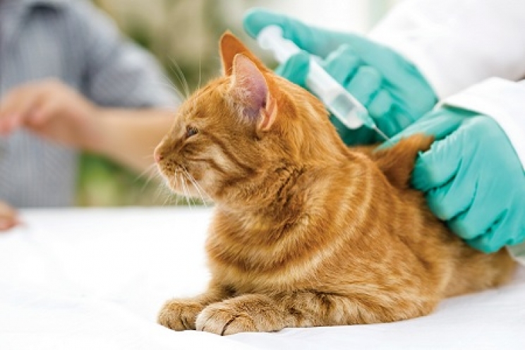 immagine Il sarcoma da iniezione nel gatto: cos’è?