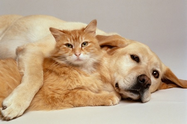 immagine Epilessia nel cane e nel gatto