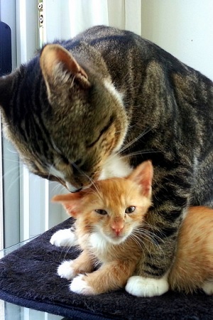 mamma gatta lava lecca gattino educare