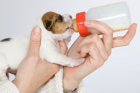 svezzamento con latte artificiale biberon cucciolo