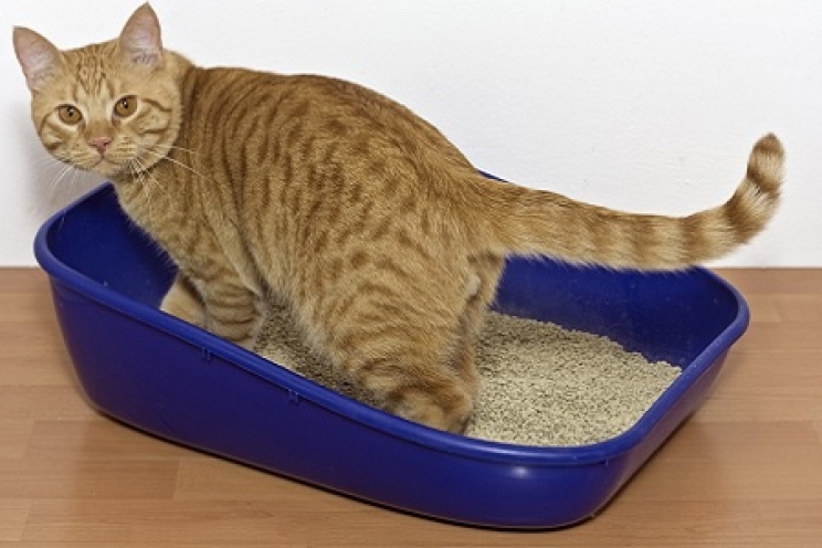 immagine FLUTD: i problemi delle basse vie urinarie del gatto