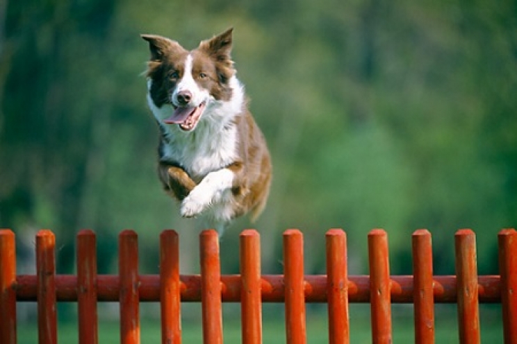 immagine Cosa fare se il cane cerca di scappare di casa