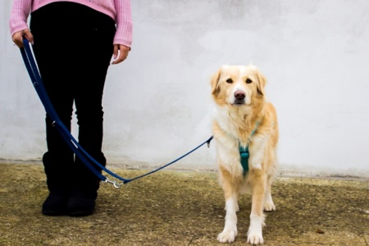 immagine Come insegnare al cane a non tirare il guinzaglio