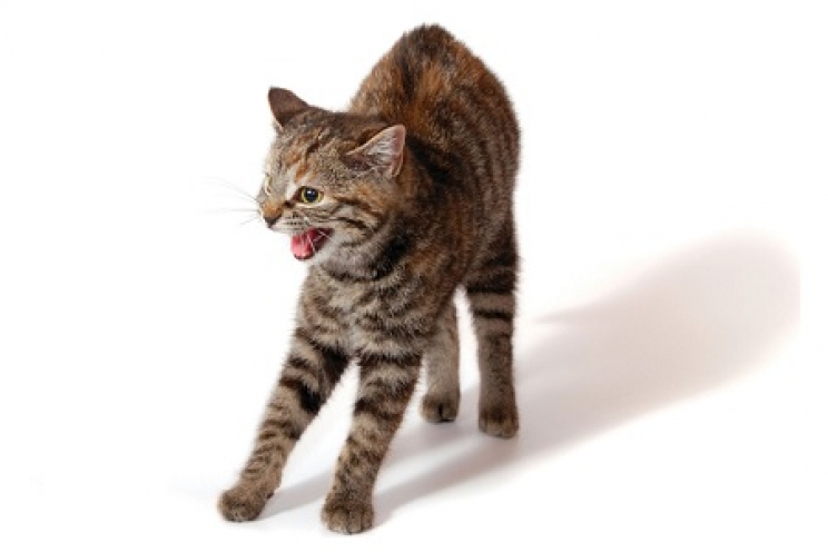 immagine Iperestesia felina: cos'è e come si cura