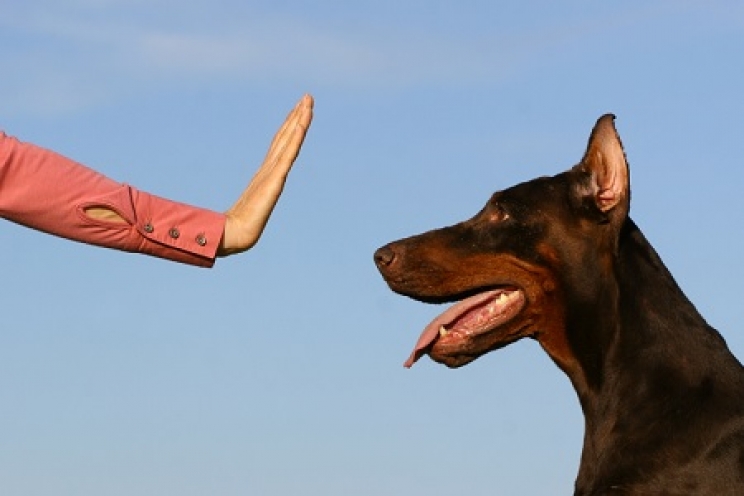 immagine Come insegnare al cane il comando resta