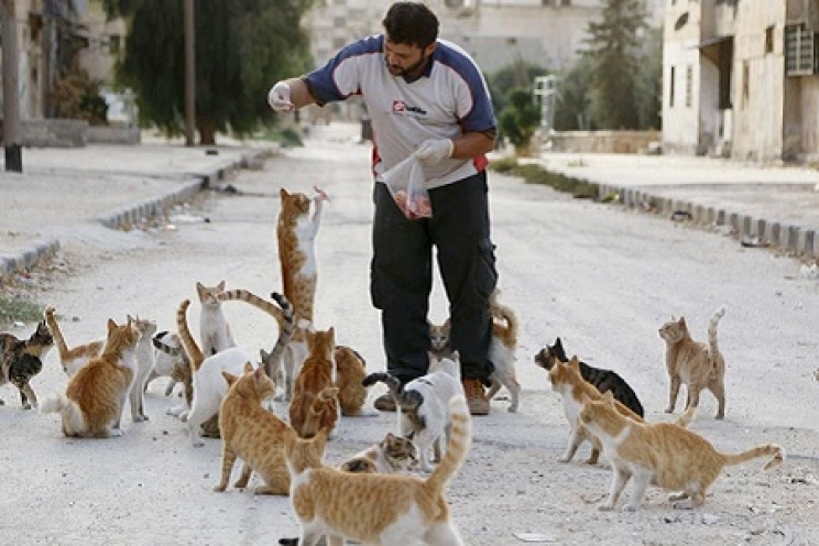 immagine È vietato dare da mangiare a cani e gatti randagi? Secondo la Legge no