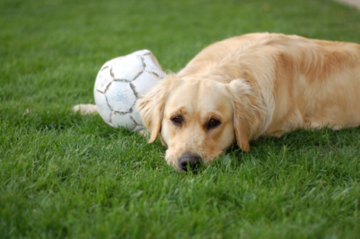 immagine La gastrite nel cane e nel gatto: ecco da cosa dipende e come riconoscerla