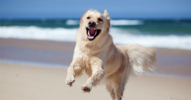 immagine I cani in spiaggia: dove portarli? Ecco come comportarsi