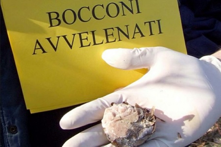 immagine Esche o bocconi avvelenati