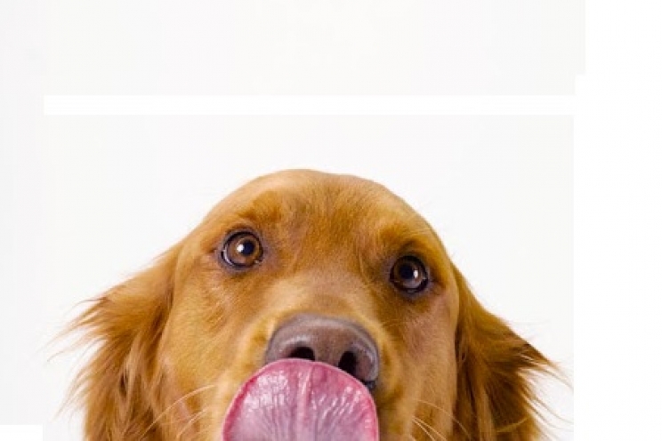 immagine Perché il cane mangia le feci?