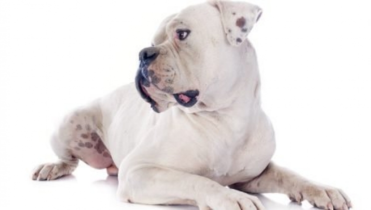 immagine American Bulldogs