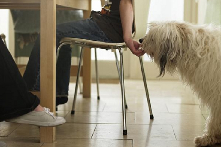 immagine Gli errori più frequenti dei proprietari di cani e gatti