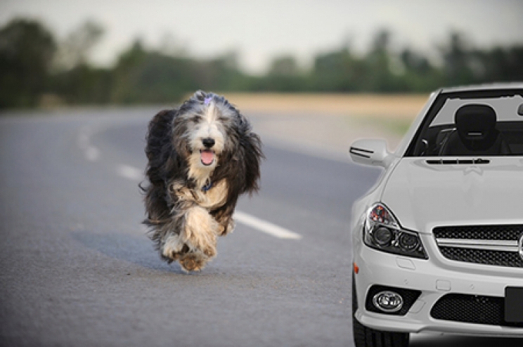 immagine Il cane insegue auto e moto in corsa