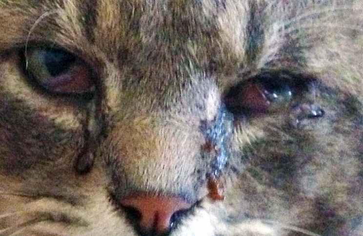 immagine La clamidiosi del gatto: quando il micio espelle muco dagli occhi