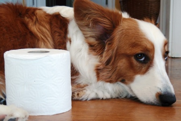 immagine La diarrea nel cane e nel gatto, cause e rimedi