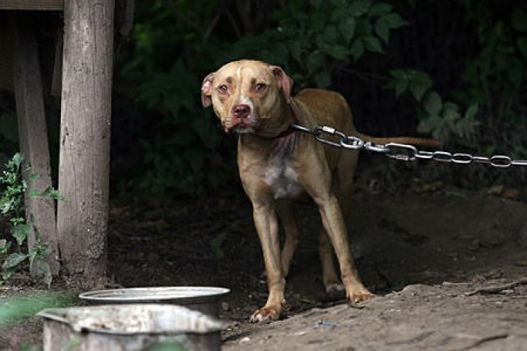 immagine Cosa dice la Legge sul maltrattamento e l'abbandono degli animali