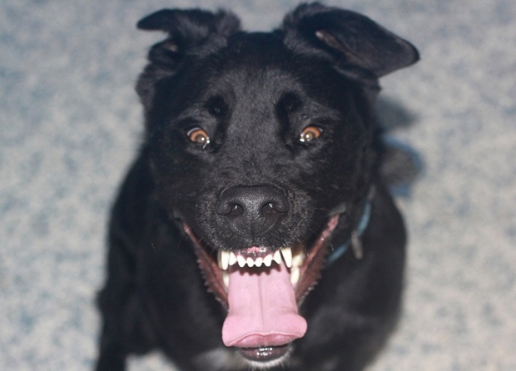 immagine Il tetano e il botulismo nel cane e nel gatto: come si prevengono