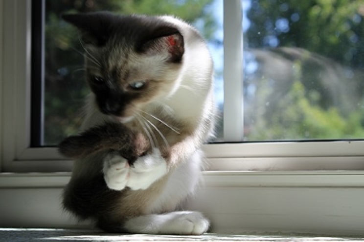 immagine I disturbi compulsivi nel gatto: quali sono e cosa fare