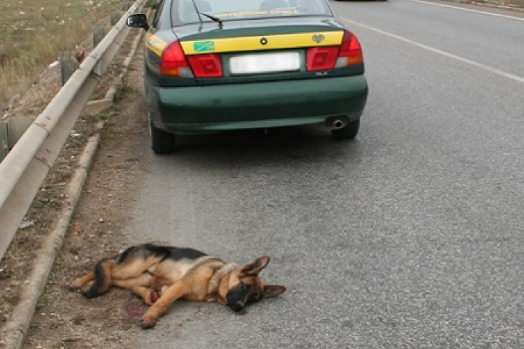 immagine Cosa fare quando si trova un animale ferito