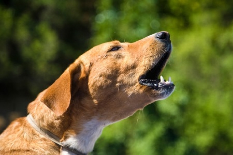 immagine La tosse nel cane e nel gatto: le cause e cosa fare