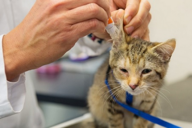 Acari orecchie nel Gatto: sintomi e rimedi - Gatto Con Personalità