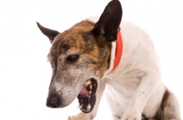 immagine Il collasso tracheale e lo “starnuto inverso” nel cane