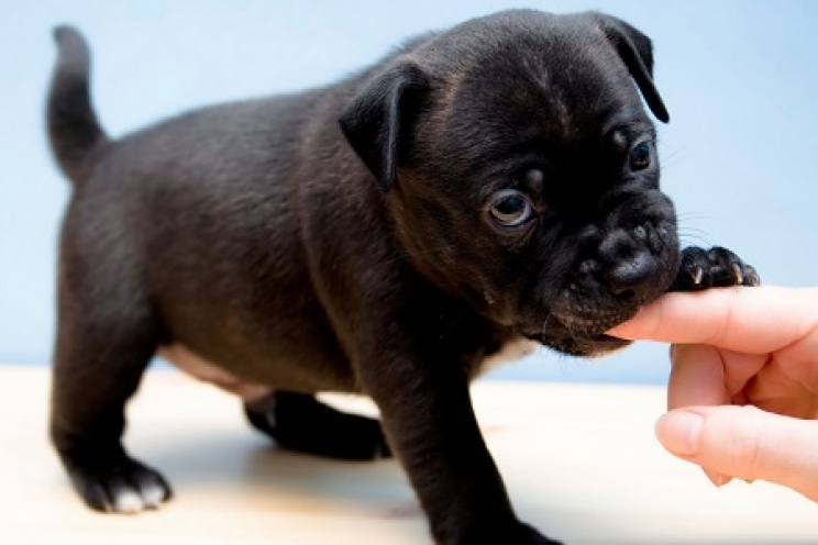 immagine Cosa fare se il cane morde mani, piedi e oggetti