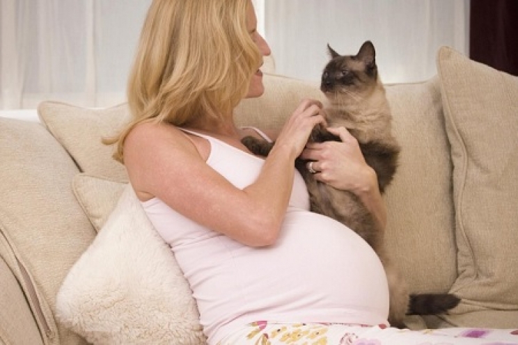 immagine Toxoplasmosi e gravidanza: i miti da sfatare