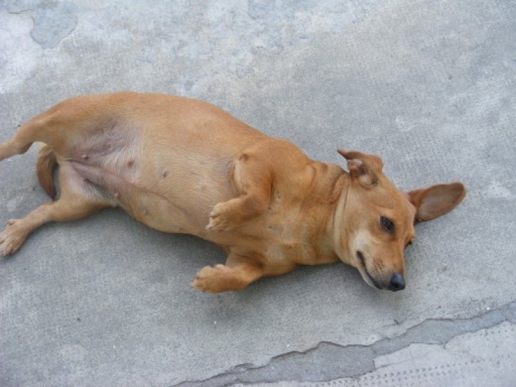 immagine La peritonite nel cane e nel gatto