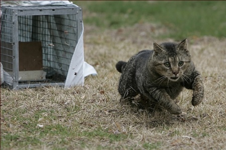 immagine Come catturare un gatto randagio