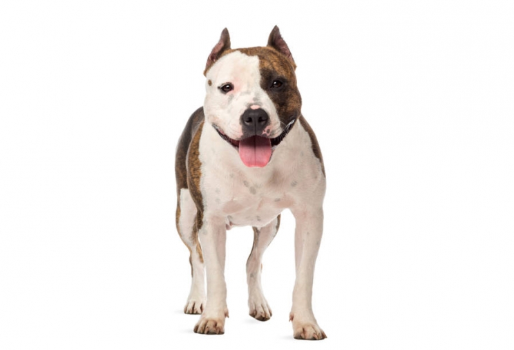 immagine American staffordshire terrier