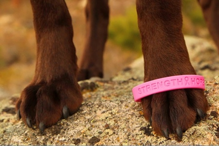 immagine Il tumore della mammella nel cane e nel gatto