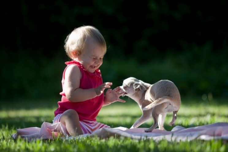 immagine Come scegliere il cane più adatto ad un bambino