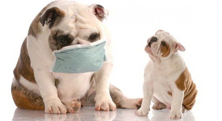 immagine La tosse dei canili nel cane: cos’è e come curarla