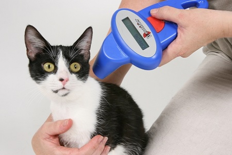 immagine Anagrafe felina: perché applicare il microchip anche ai gatti?