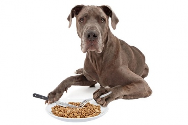 immagine L’alimentazione per i cani di taglia grande e gigante