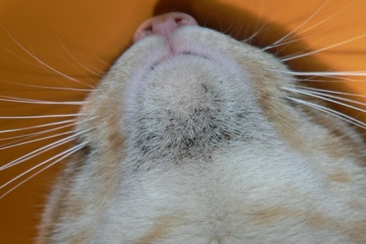 immagine Acne felina, cos'è e come curarla