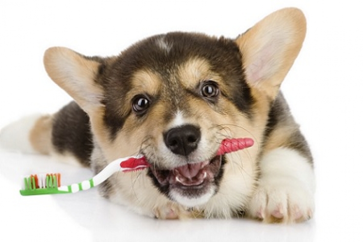 immagine Come lavare i denti al cane e al gatto