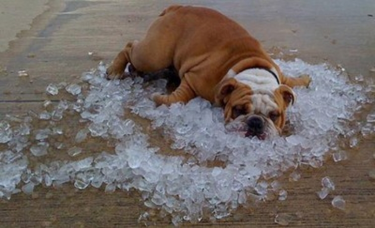 immagine Il colpo di calore nel cane e nel gatto