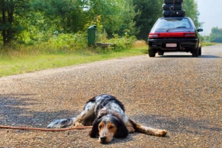 immagine Cosa fare quando si trova un animale abbandonato per strada