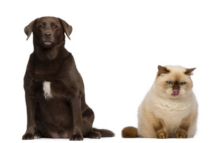 immagine Quali sono le conseguenze dell’obesità nel cane e nel gatto?