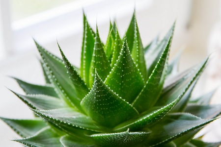 aloe vera bardensis cane gatto