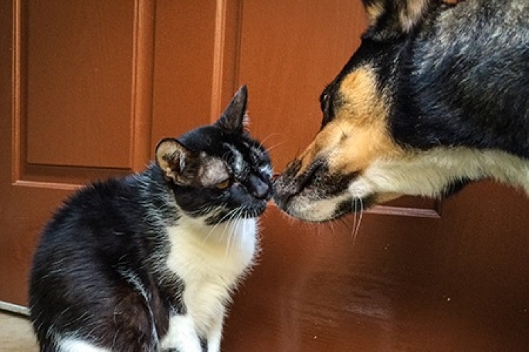 immagine L’alimentazione del cane e del gatto anziano