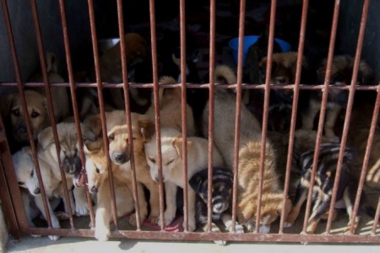 immagine I provvedimenti contro il traffico di cuccioli dall’Est