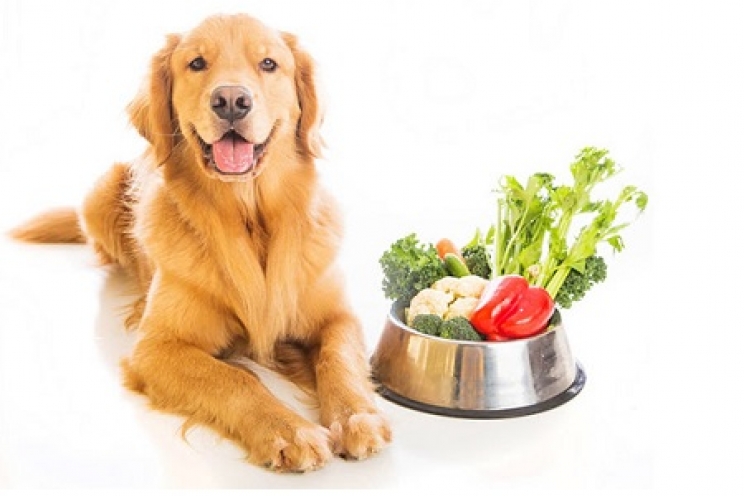 L’importanza delle fibre nella dieta del cane e del gatto
