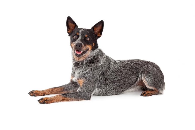 immagine Australian cattledog