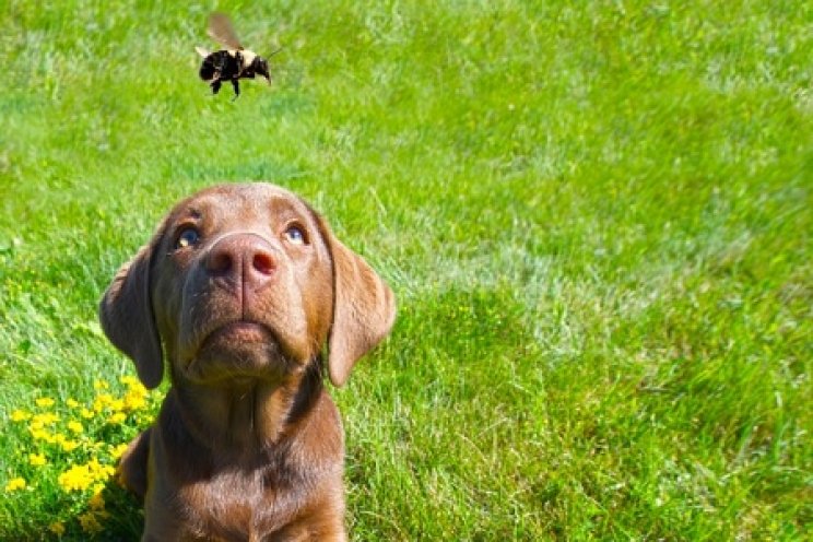 immagine Cosa fare in caso di punture di api, vespe e zanzare nel cane e nel gatto