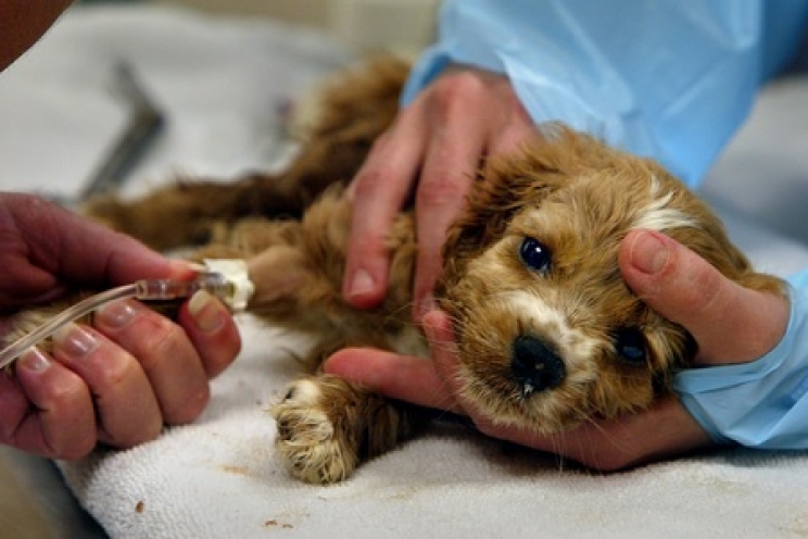 immagine Parvovirus: perché il vaccino non sempre funziona?