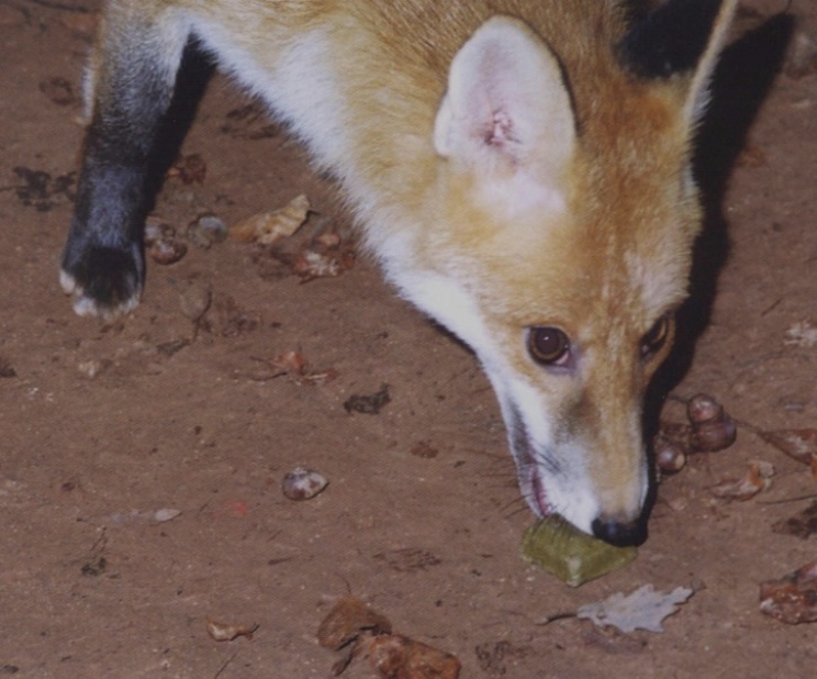 immagine La rabbia del cane: una delle malattie più pericolose per il cane e per l'uomo