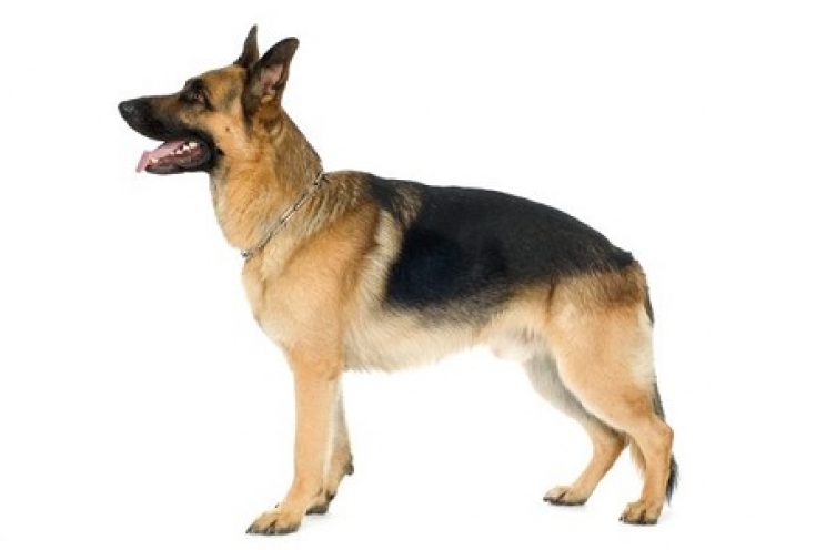 immagine Mielopatia degenerativa nel cane: cause, sintomi e cure